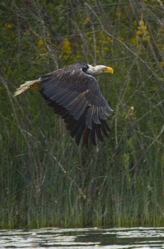 Bald Eagle In Flight